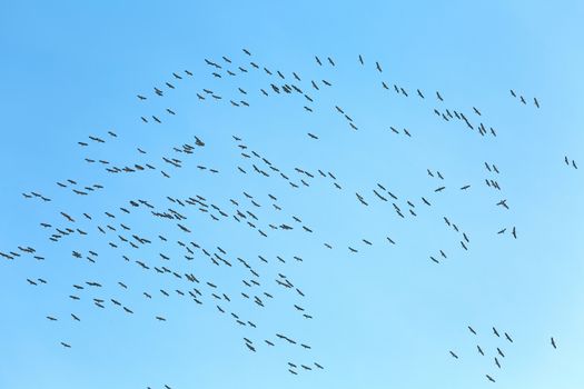 Flock of geese flying in the sky