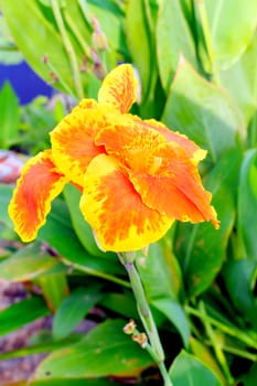 Closeup of a beautiful orange yellow canna lily at outdoor tropical park.