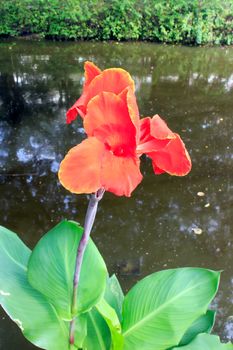 Closeup of a beautiful red canna lily at outdoor tropical park.