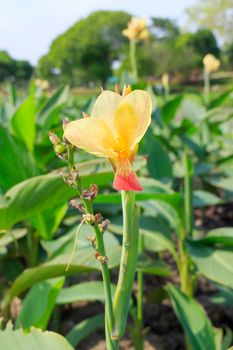Closeup of a beautiful yellow canna lily at outdoor tropical park.