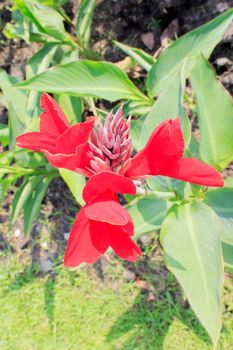 A beautiful red canna lily at outdoor tropical park.