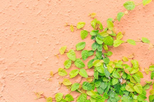 The green creeper plant on a stone wall creates a beautiful background.