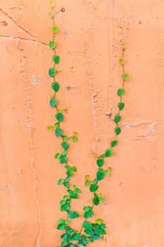 The green creeper plant on a wall creates a beautiful background.