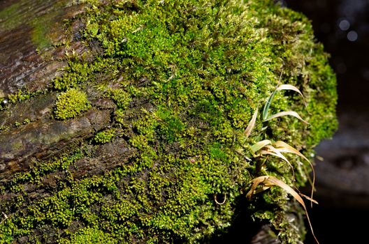 Moss detail texture in side sun light. 