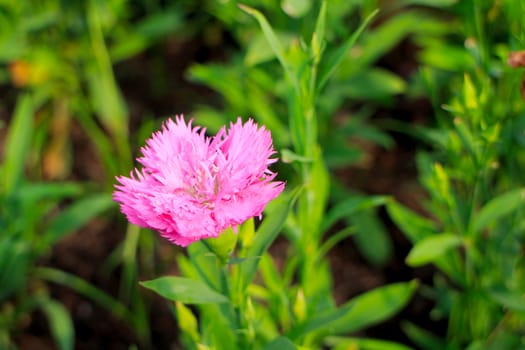 Dianthus chinensis or China pink flowers in garden.