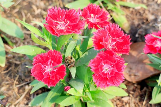 Dianthus chinensis or China pink flowers in garden.
