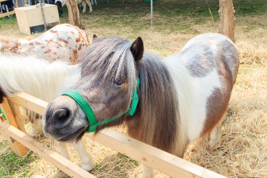 Mini dwarf horse in a pasture at a farm 