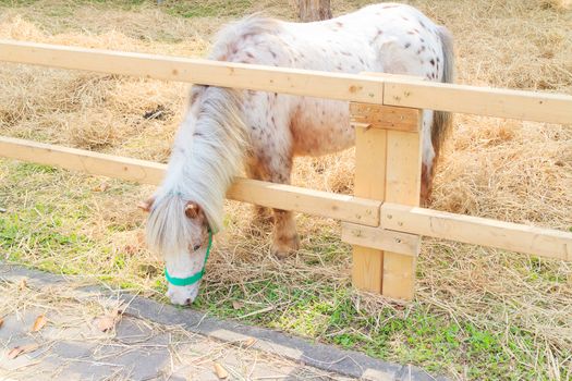 Mini dwarf horse in a pasture at a farm 