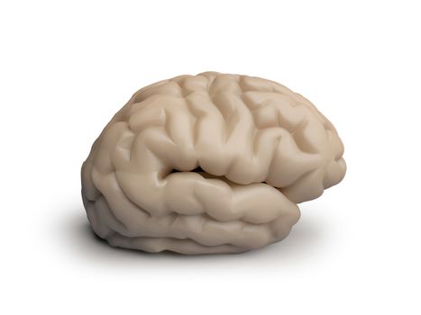 human brain on white background isolated side view