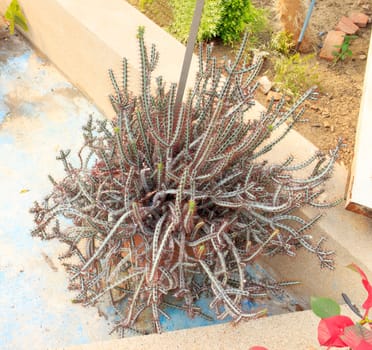 The branches are usually about ��in. (13 mm.) in diameter. The plant has a very distinctive look with its red thorns that appear in pairs and large thorn pads. The stems are bluish green and four angled. The plant grows from a subterranean caudex.