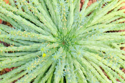 Euphorbia woodii the thick stem can grow up to twelve centimetres in diameter, the whole plant up to fifteen centimetres height. The flowers are light yellow.