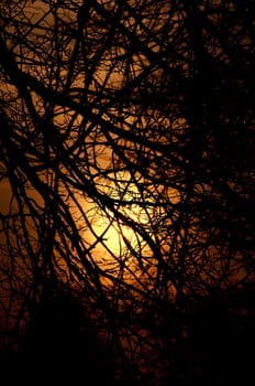 Sunset or sunrise behind lot of branches