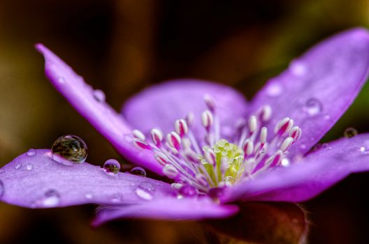 Purple bloom with dew, spring shot, blur background.