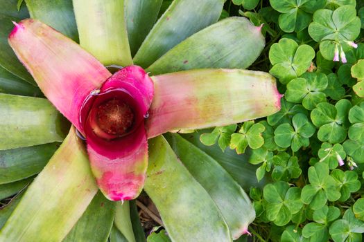 Close up top view of bromeliad, tropical plant