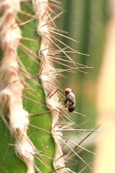 Dead flies in the large cactus thorns.