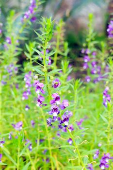 The forget me not flower style thai.