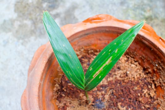 Foxtail palm growing in a small pot.