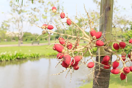 Foxtail palm has a red seed in the middle of nature.