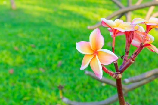 Pink and yellow frangipani flowers with park in the background.