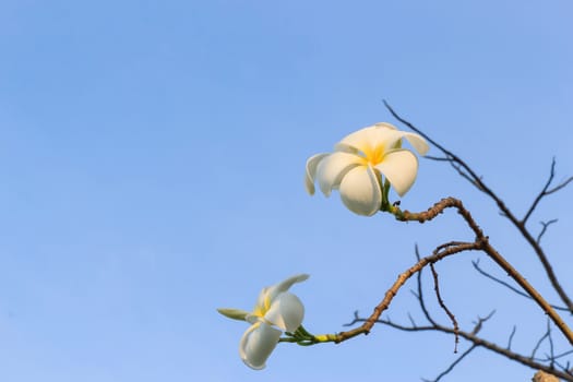 White frangipani flowers with sky in the background.
