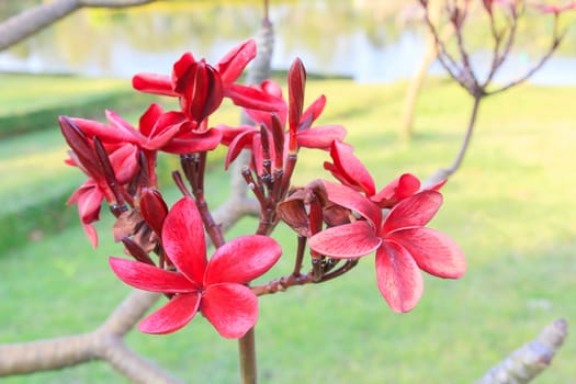 Red frangipani flowers with park in the background.