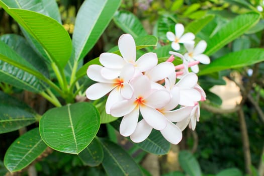 White frangipani flowers with leaves in background 