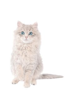 Cute long haired white kitten with blue eyes sitting on a white background