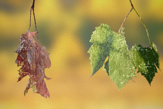 abstract concept of life and death with faded and green vineyard  leaves, distressed layers resembling old picture