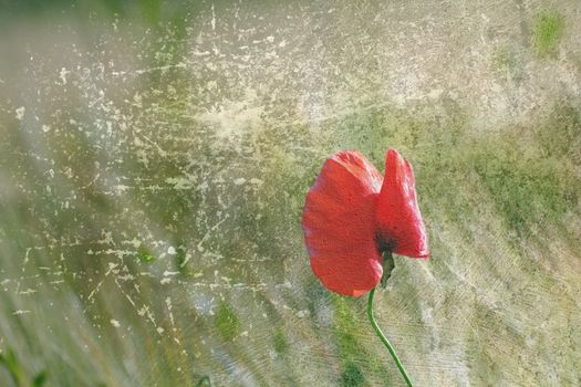 abstract distressed canvas with wild  red poppy flower growing on green meadow