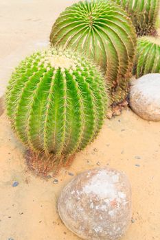 The detail of Golden Barrel cactus with thorns in gold.