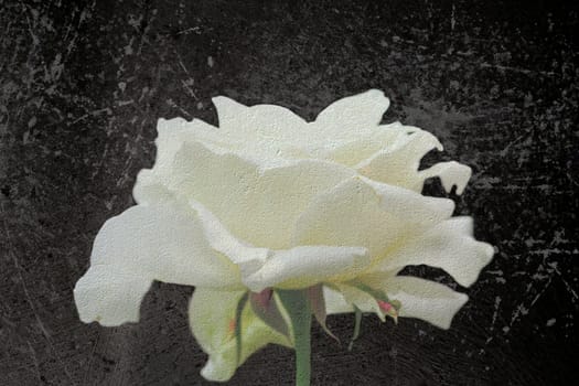 abstract view of white rose with distressed layers over it