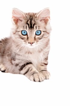 Silver tabby kitten with blue eyes laying on a white background