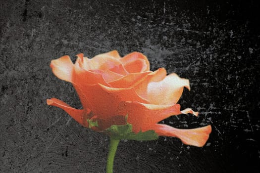 beautiful red rose flower over dark background,  abstract scratched layer over the image