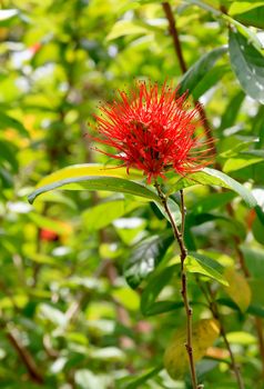 Haemanthus multiflorus with red as blood, and in nature.