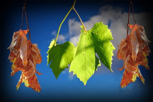 conceptual image of life and death with vineyard leaves over blue out of focus sky