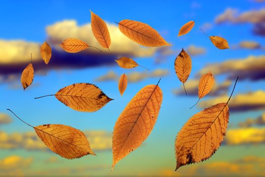 falling golden cherry  leaves over the beautiful cloudy sky
