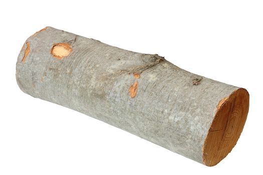 piece of beech firewood isolated over white background  without shadow