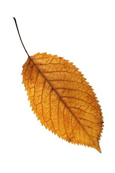 golden faded cherry  leaf isolated on white background