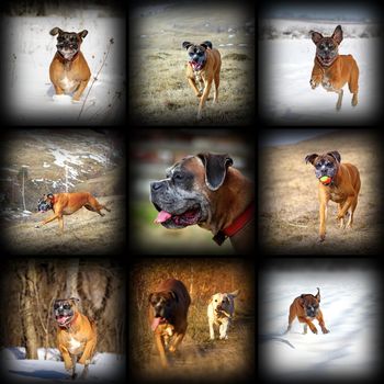 happy boxer breed, large collection of images in different seasons