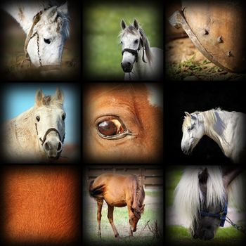 horses details image collection, collage with photos put together, with vignette