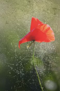 interesting distressed red poppy growing in wild green field, resembling canvas texture