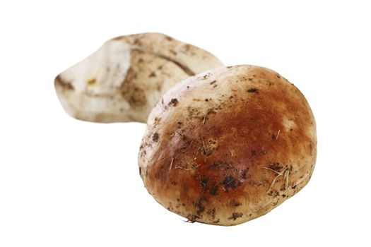 isolated eatable mushroom, natural boletus edulis from the forest over white background