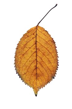 golden faded  cherry leaf detail isolated over white background