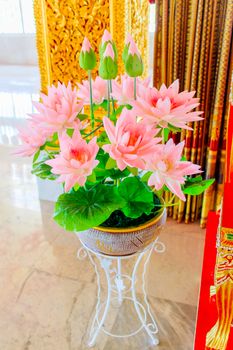 The pretty sweet pink artificial lotus in flower pot. 