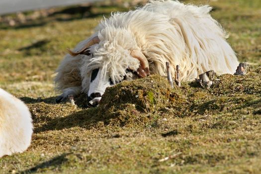 lazy white furry ram resting on green  lawn at the farm