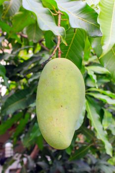 Mango fruit on tree in the mango orchard organic garden.