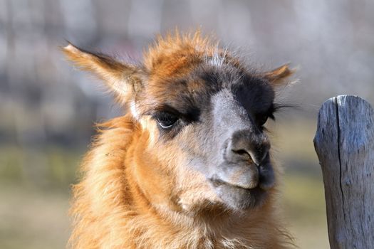 spitting llama portrait standing near farm  wood fence