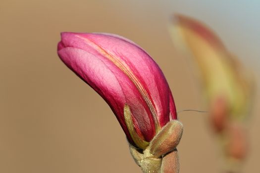 magnolia beautiful flower, emerging bud over out of focus background