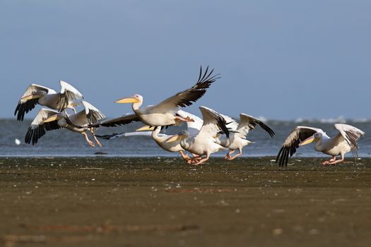 flock of great pelicans ( pelecanus onocrotalus ) taking flight from the beach