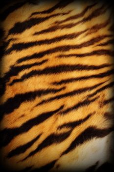 detail of real tiger textured pelt with added vignette, natural pattern